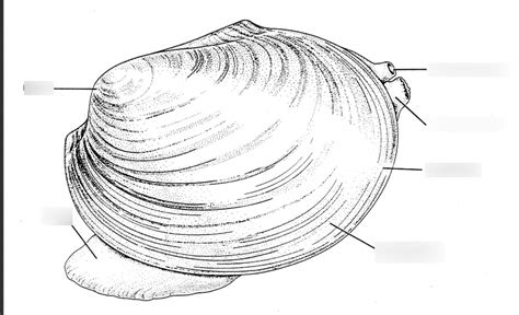 Image result for Lateral View Musselshell