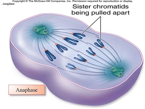 SONU ACADEMY: MITOSIS-TEXT
