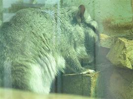 Image result for Sothern Viscacha Eating