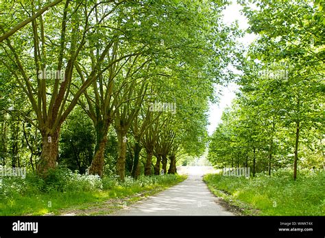 Road Path 的图像结果