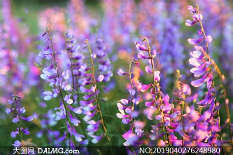 浪漫唯美花卉植物风景摄影高清图片_大图网图片素材