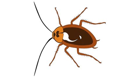 Image result for How to Draw a Cockroach Step by Step