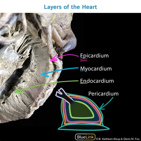 Gross Anatomy: Heart Wall and Pericardium | ditki medical & biological ...