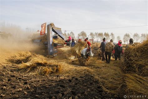 《丰收 》 农民在田间里打场 2020年10月30日黑龙江五常 孫桂华摄 - CSPA摄界百年之会员影像空间！