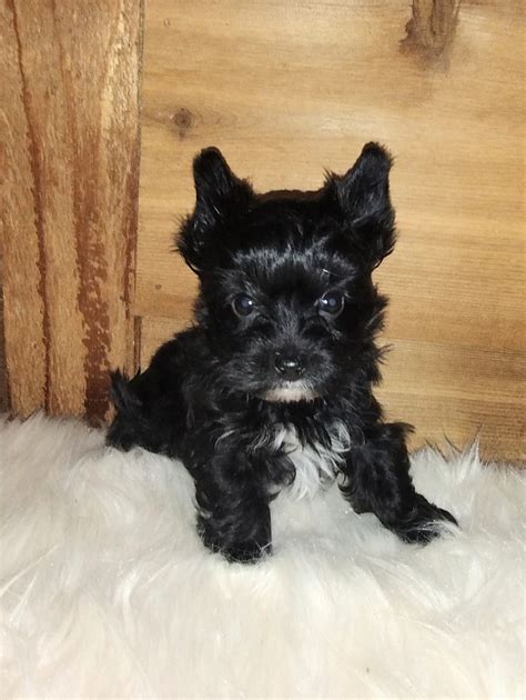 All Black Yorkshire Terrier Home