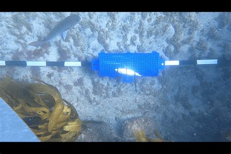 Image result for Salesforce Validation Fish