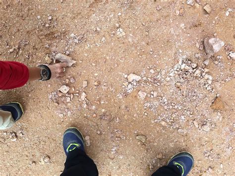 Image result for How to Build a Burmese Python Trap