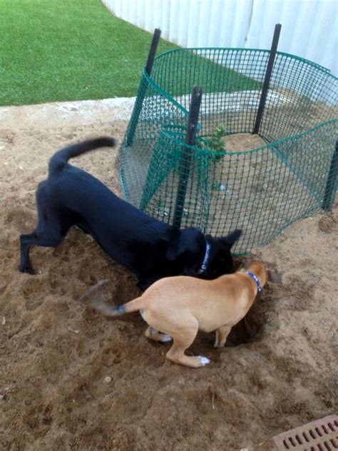 Puppy Exploding 的图像结果