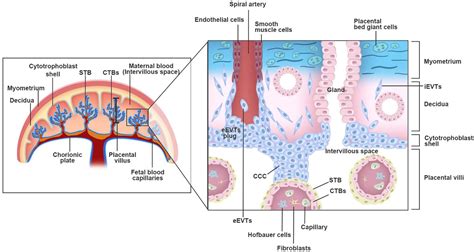 Cytotrophoblast Shell