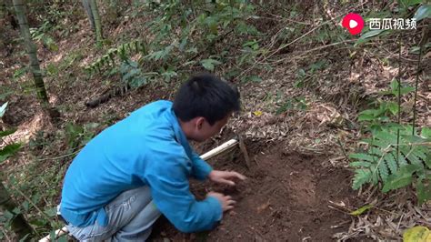 华农兄弟：上山挖点竹笋来吃，挖了一个小时，收获还不错 - YouTube