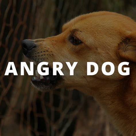 Stream Angry Dogs Barking Sound Effect by Free To Use Sounds | Listen ...