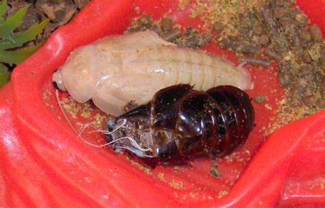 Cockroach Skeleton 的图像结果