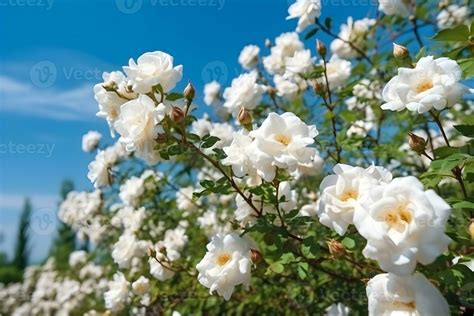 White roses bush with green leaves on a blue sky background 28631554 ...