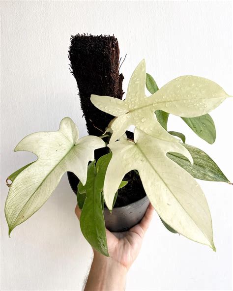 Florida Ghost Philodendron Complete Guide