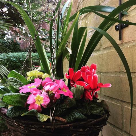 Best Plants Winter Hanging Baskets at Ryan Fitzsimons blog