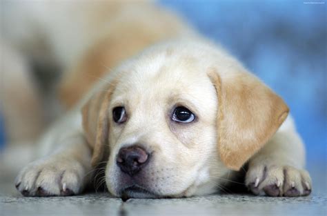 Cute Baby Dog Wallpaper - WallpaperSafari