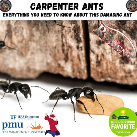 How To Get Rid Of Carpenter Ants Without Killing Them at Lisa Bassett blog