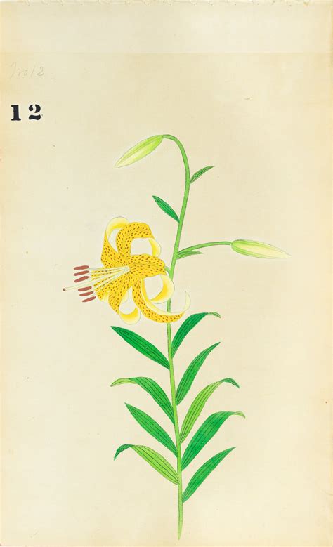 JAPANESE (Late 19th Century) - Lilies 13 – Arader Galleries