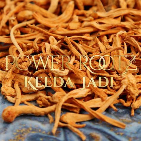 Buy Power Rootz Keeda Jadi | Himalayan Viagra