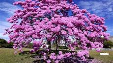 Beautiful Tree Images by Beautiful Tree Not Green Hd1080p Beautiful Tree Images