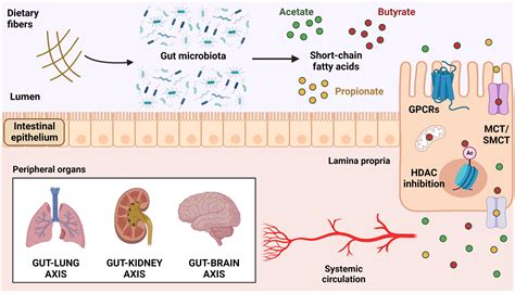 Frontiers | Butyrate: Connecting the gut-lung axis to the management of pulmonary disorders