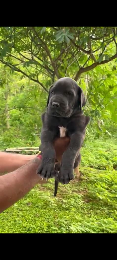 Order sweet & playful Great Dane Puppy from Delhi – Dog Breeders Kolkata