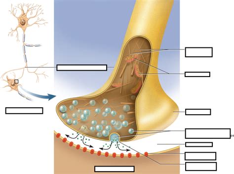 The Synapse Labeled 的图像结果