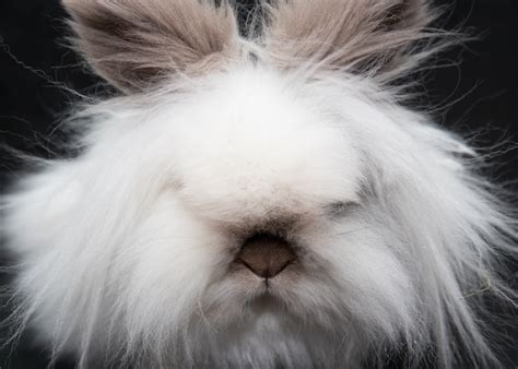 Lion Face Bunny