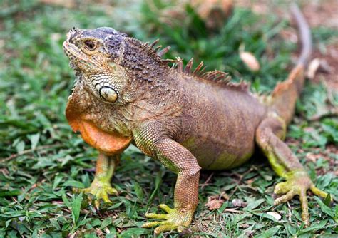 Iguana Attack 的图像结果