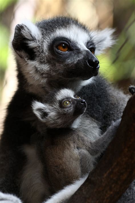 Fotografien von Kattas