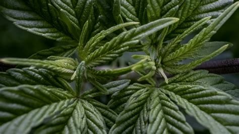 Image result for Alien OG Strain Info