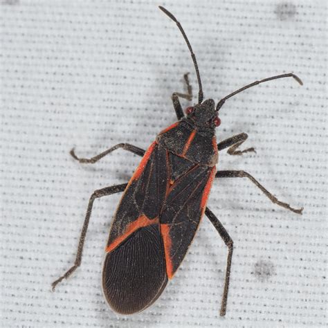 Boisea trivittata – Eastern Boxelder Bug | Prairie Haven