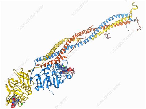 Image result for Fibrinogen Structure
