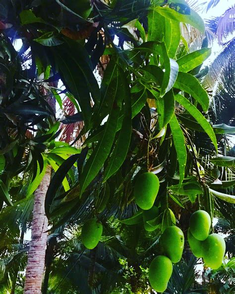 Mango Tree Poem 的图像结果