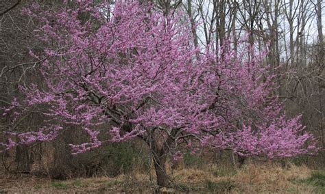 Successful Gardener - Trees: Selection, Planting, and Maintenance ...