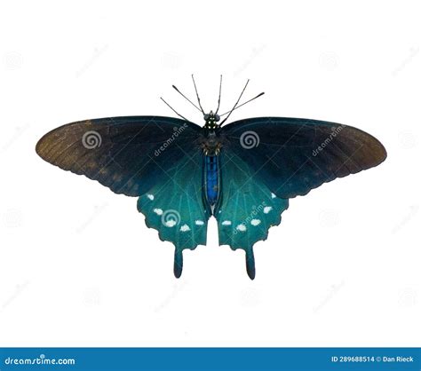 Pipevine Pipe Vine or Blue Swallowtail Butterfly - Battus Philenor ...