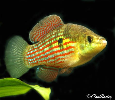 Female Flag Fish at Hamish Geake blog
