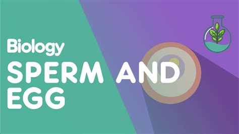 Crack the Reproductive Cells Crossword: Your Ultimate Guide ...