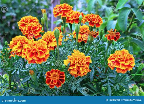 French Marigold`s Golden Flowers, Tagetes Patula. Tagetes Garden ...
