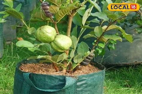 Grow The Best Guava Varieties In Pots: జామ పండ్లను తోటలో కాదు ఇంట్లో ...