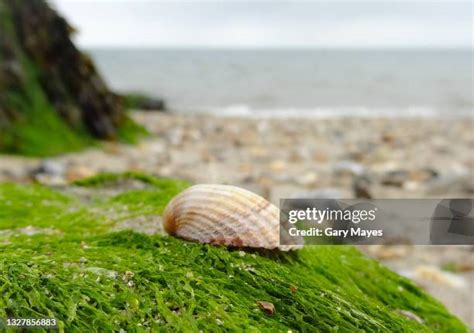 Image result for Gary Shell Side