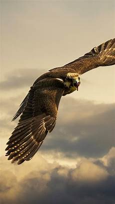 iphone black eagle wallpaper hd eagle wallpapers images photos pictures backgrounds iphone black eagle wallpaper hd eagle wallpapers images photos pictures backgrounds
