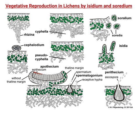 Crustose Lichen Diagram