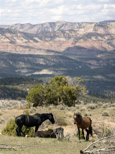 Camp with Wild Horses In the Little Book Cliffs - 5280