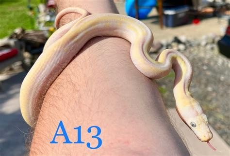 Image result for Cow Spot Reticulated Python