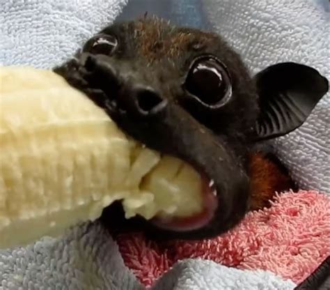 Can we please just appreciate this baby eating a banana 🥺 | Fox bat, Cute baby animals, Bat animal