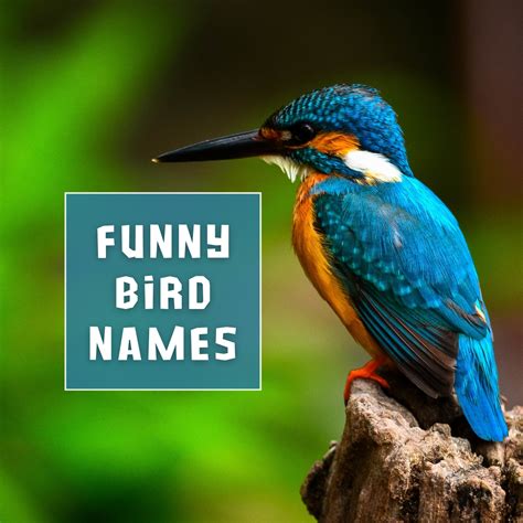 Funny Bird Names - Absolutely Jokes & Puns