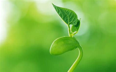 Sprout HD Wallpaper | Background Image | 1920x1200