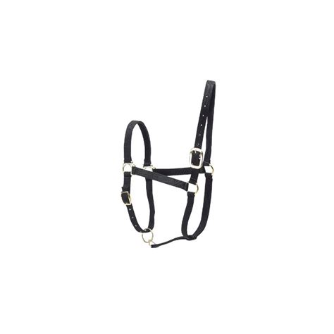 Image result for Licol Cheval