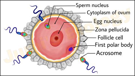 fertilization process explained 的图像结果